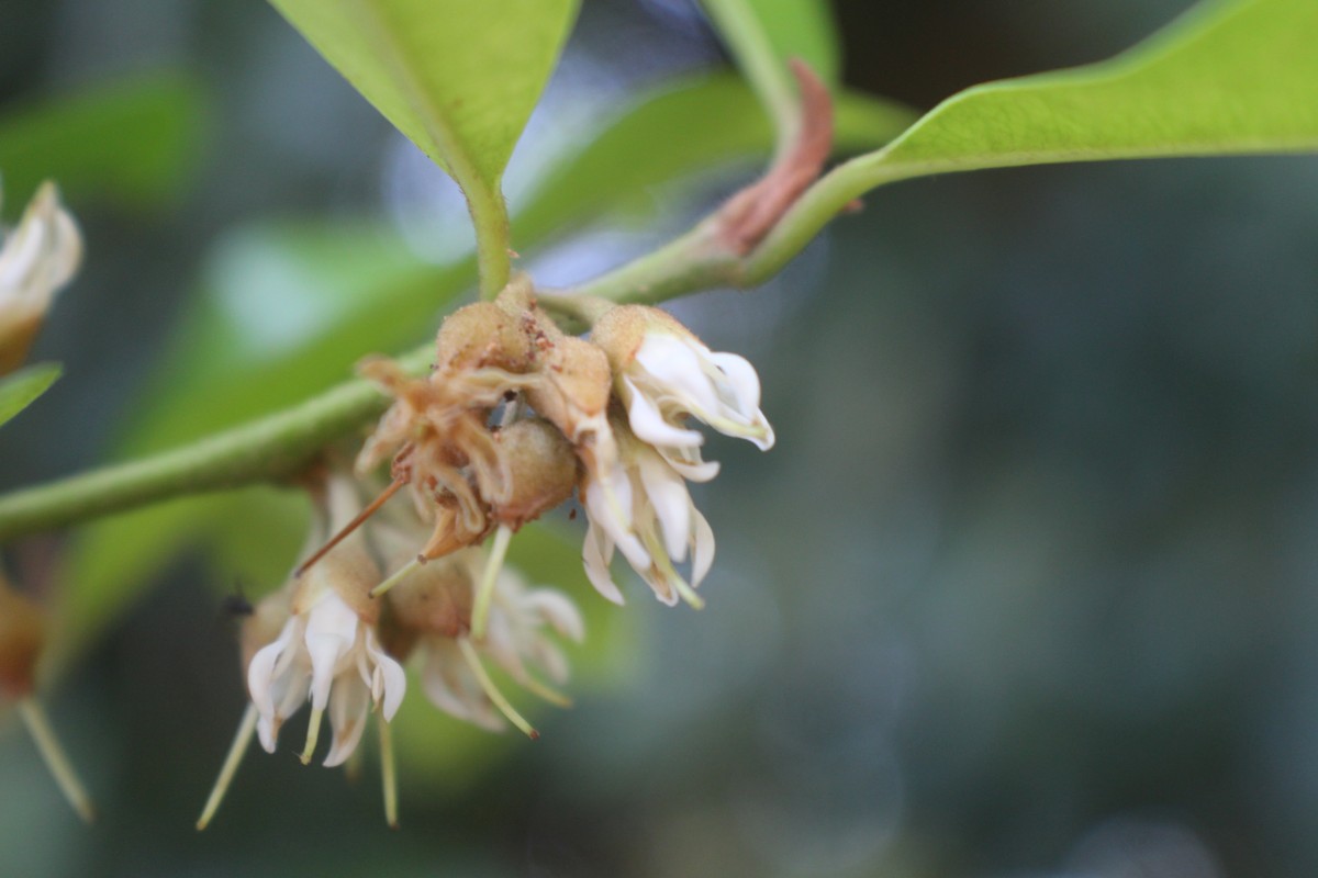 Xantolis tomentosa (Roxb.) Raf.